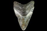 Bargain, Fossil Megalodon Tooth - North Carolina #109714-1